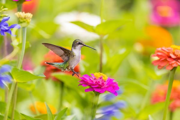 Day, Richard and Susan 아티스트의 Ruby-throated hummingbird작품입니다.